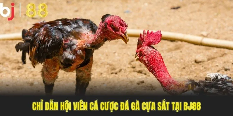 Ưu điểm của các kèo cá cược đá gà cựa sắt Bj88