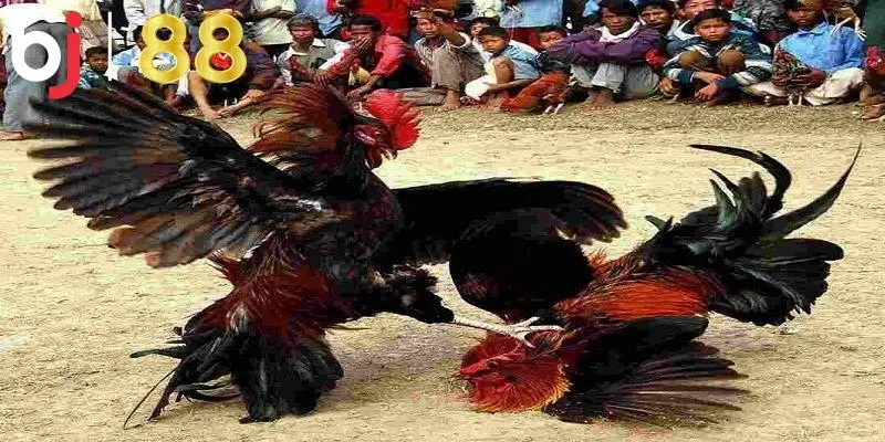 Giới thiệu về trò đá gà Campuchia
