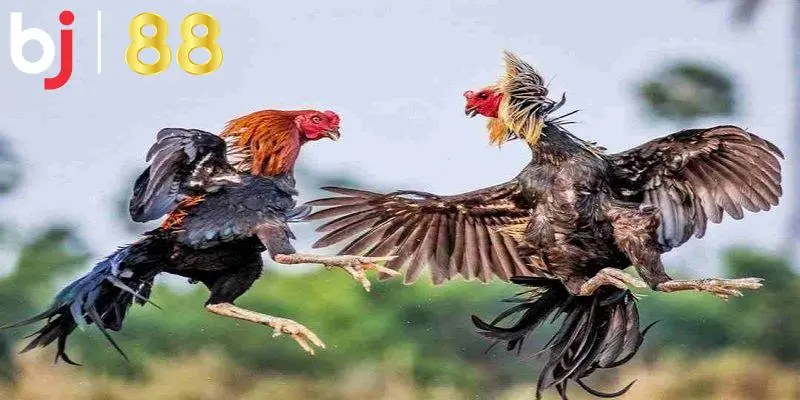 Luật cần tìm hiểu khi tham gia đá gà