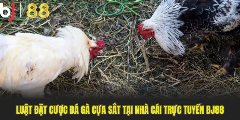 Luật chơi cá độ đá gà cựa sắt được tổ chức tại Bj88