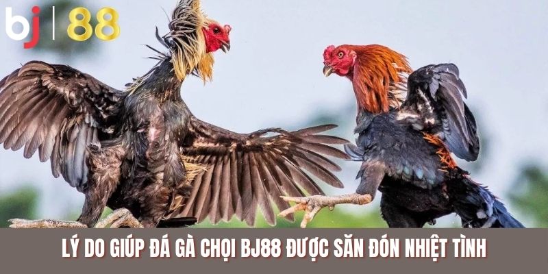 Lý do giúp đá gà chọi BJ88 được săn đón nhiệt tình