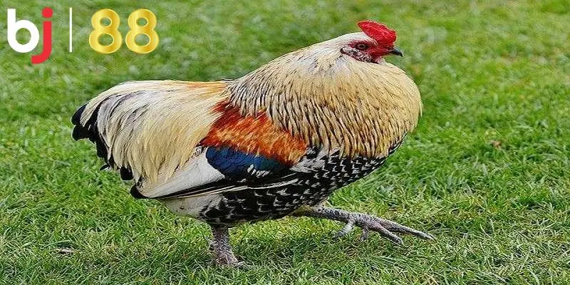 Cách theo dõi màu mạng chiến kê chủ yếu hiện nay