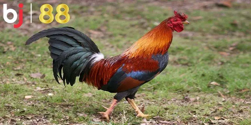 Những màu mệnh gà hiện có
