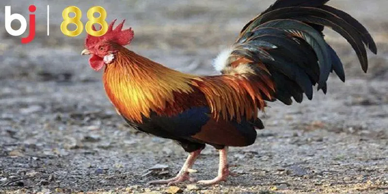 Tầm quan trọng của việc theo dõi màu mạng gà đá