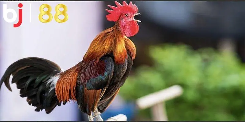 Quan sát màu mạng dựa theo thuyết ngũ hành