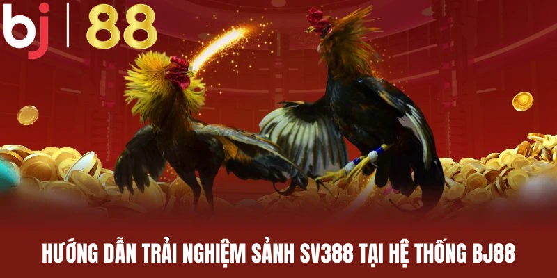 Hướng dẫn cách trải nghiệm sảnh đá gà SV388 tại nhà cái BJ88