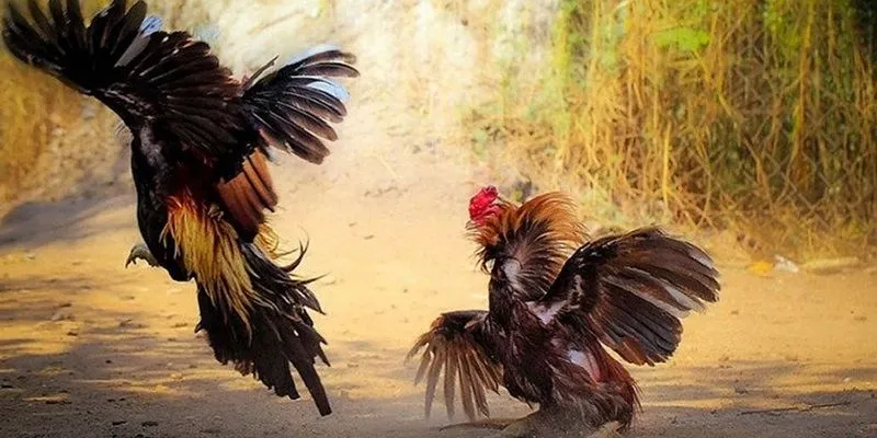 Đá gà cựa dao hấp dẫn