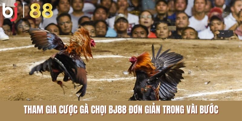 Tham gia cược gà chọi BJ88 đơn giản trong vài bước