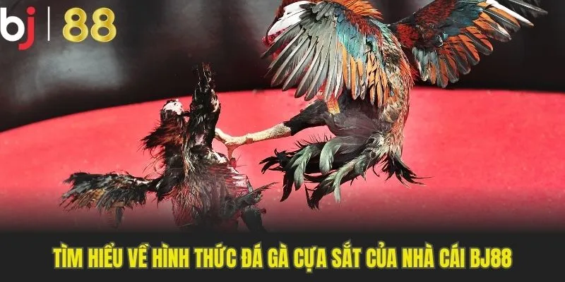 Tìm hiểu một số thông tin về hình thức đá gà cựa sắt Bj88