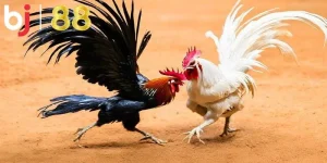 đá gà thomo tại bj88